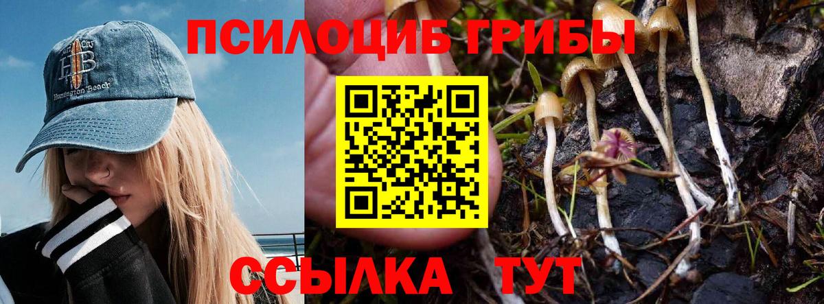 Псилоцибиновые грибы Psilocybe Новороссийск